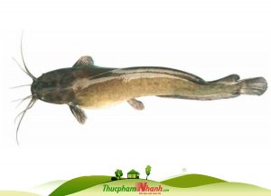 Cá trê làm sạch