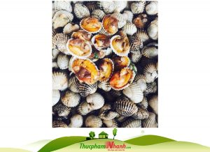 sò huyết loại vừa