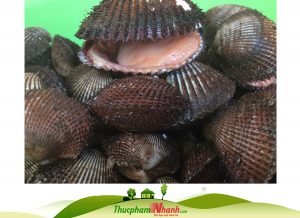 Sò lông loại lớn