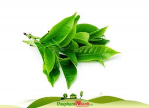 Lá trà xanh tươi